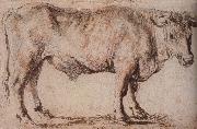 Peter Paul Rubens Bull France oil painting artist